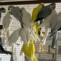 خریدوفروش طوطی راهب