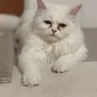 گربه پرشین عروسکی ماده