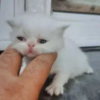 گربه پرشین|گربه|تبریز, |دیوار