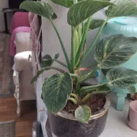 گلدان طبیعی