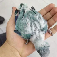 طوطی راهب سرلاکی بلواسکای اپلاین رنگ خاص سایز کینگ