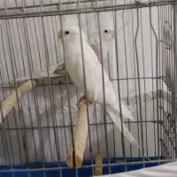 عروس هلندی|پرنده|نسیمشهر, |دیوار