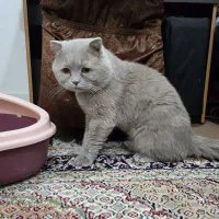 فروش گربه اسکاتیش