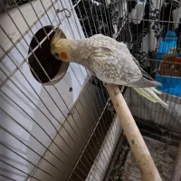 عروس هلندی|پرنده|گرمدره, |دیوار