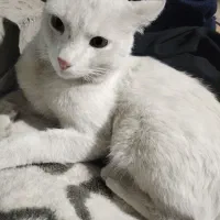 گربه