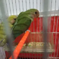 معاوضه با کوتوله ماده