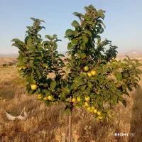 باغ در مزرعه امند 15دقیقه راهه از تبریز