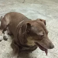 واگذاری سگ نژادمیکس بیت بول پسر|سگ|مشهد, شهید مطهری|دیوار