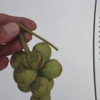 نهال فروشی تک نهال|گل و گیاه طبیعی|زنجان, |دیوار