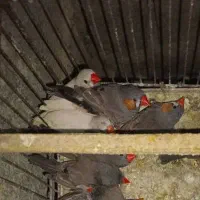 فقط فنچ زبرا نر موجود هست