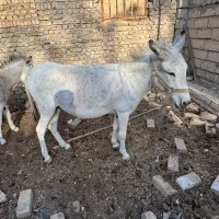 خر . الاغ|حیوانات مزرعه|هشتگرد, هیو|دیوار