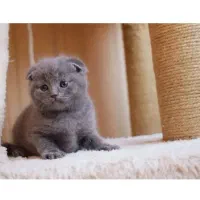 گربه اسکاتیش|گربه|مشهد, چهارچشمه|دیوار