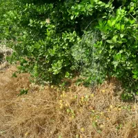 باغ با موقعیت تفریحی گردشگری|فروش خانه و ویلا|بوستان, |دیوار