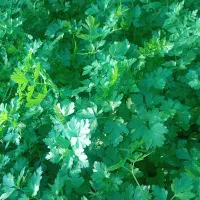 فروش سبزی محلی