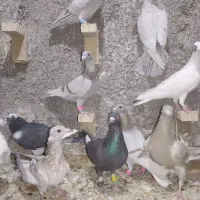 کبوتر شهرستانی