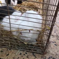 خرگوش خانگی بازی گوش پر برکت