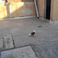 کفتر نر
