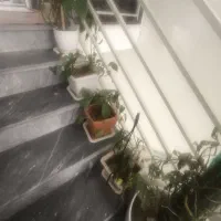 گل زیبا|گل و گیاه طبیعی|قم, قلعه عموحسین|دیوار