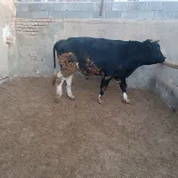 گوساله چاق|حیوانات مزرعه|کمیجان, |دیوار