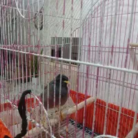 فروش مرغ مینا قیمت با قفس دومیلیون