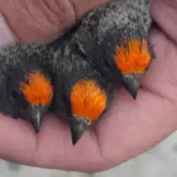 گلبسر سهره|پرنده|قم, ارم|دیوار