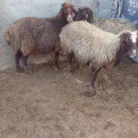 تعداد سه راس میش افشاری شیره دار شکم سوم