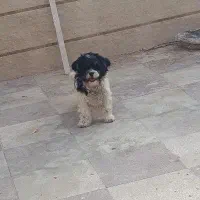 سگ شیتزو|سگ|حمیدیا, |دیوار