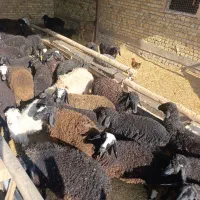 بره نروماده کیلو ۳۶۰|حیوانات مزرعه|تاکستان, |دیوار