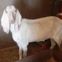 بز پاکستانی اصیل چاق و بز اتوبوسی گلابی اصیل