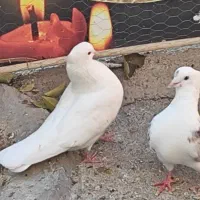 کبوتر|پرنده|الشتر, |دیوار