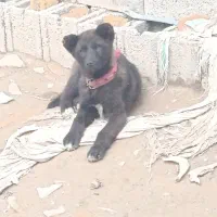 توله سگ قدریجونی نژاد خوب