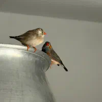 یک جفت فنچ|پرنده|اردبیل, |دیوار