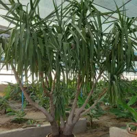 درختچه یوکا ۲۲ساله‌۱۰تنه مناسب املاک نمایشگاه لابی