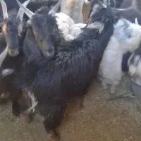 فروش تعدادی کهره نر