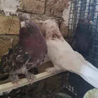 کبوتر هما سرور اتشی
