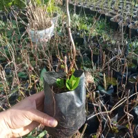 هورتانسیا نایلکسی