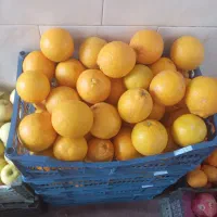 پرتغال تامسون وبیروتی شب یلدا فقط 65 ت. مان