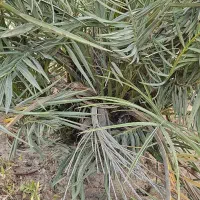 فروش پاجوش (دمیت) نخل مجول ، پیارم ، خنیزی|خدمات باغبانی و درختکاری|بندر گناوه, |دیوار