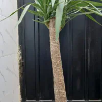 گلهای آپارتمانی.یوکا.پتوس.زاموفیلیا.|گل و گیاه طبیعی|تهران, نعمت‌آباد|دیوار