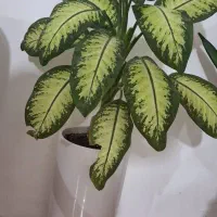 گل وگیاه طبیعی