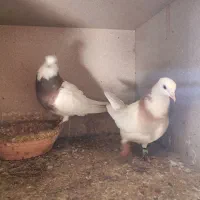 کبوترها فروشی|پرنده|گنبد کاووس, |دیوار