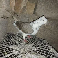 تکپر پرشی|پرنده|کلاله, |دیوار