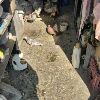 مرغ و خروس مینیاتور گرید خوب