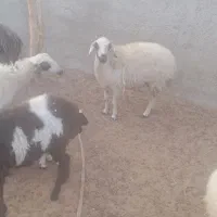 گوسفند|حیوانات مزرعه|مهران (هرمزگان), |دیوار