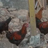مرغ و خروس محلی زنده
