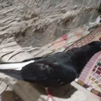 اشعل سیاه|پرنده|خرمشهر, |دیوار