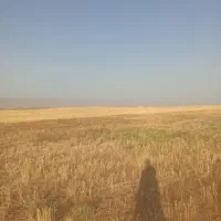 کاه جو عدس