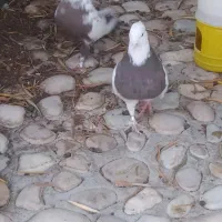 جفت طوق شازده و دم قهوای معاوضه|پرنده|کوهمره, |دیوار