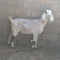 بز جوان