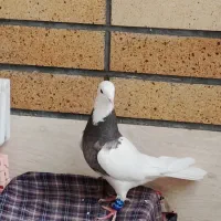 طوقی کرمانشاهی ماده